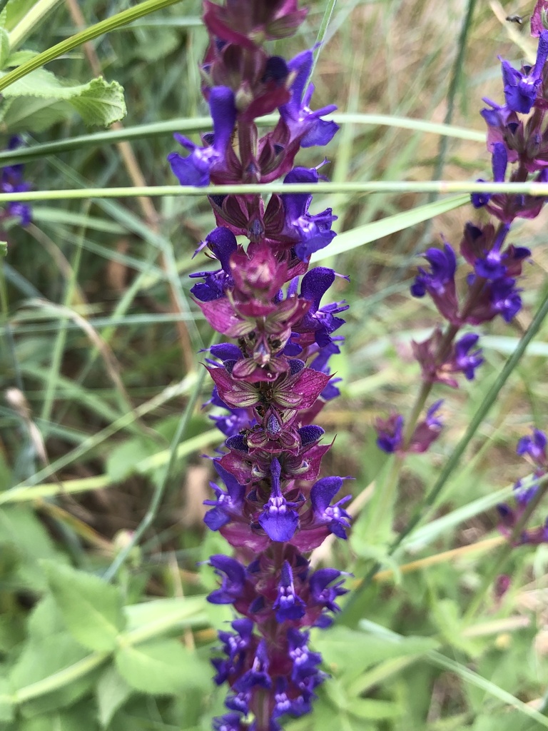 purple-wood-sage-from-ua-on-july-3-2023