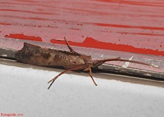 Nemotaulius hostilis