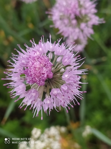 Allium hymenorhizum, photograph 5