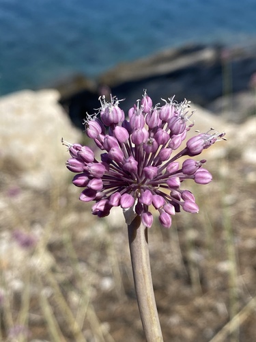 Aglio delle isole