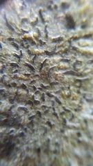 Opegrapha