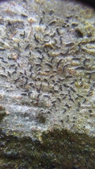Opegrapha