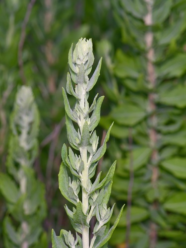 Leafy brickellbush (Brickellia dentata)