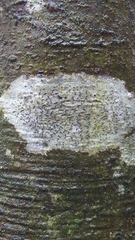Opegrapha