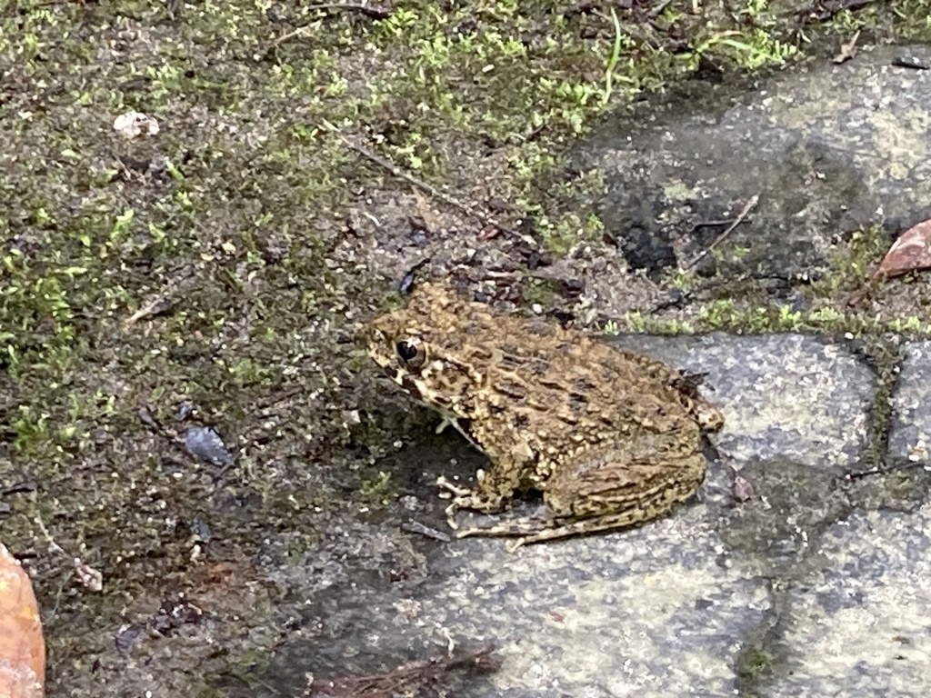 Proto Wrinkled Frog