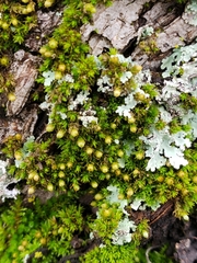 Orthotrichum pusillum