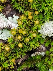 Orthotrichum pusillum