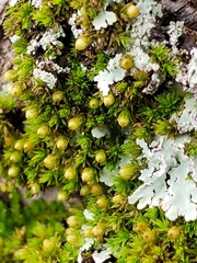 Orthotrichum pusillum