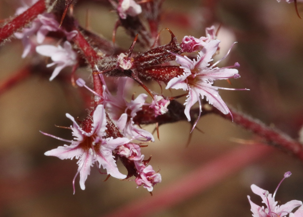 Chorizanthe rosulenta