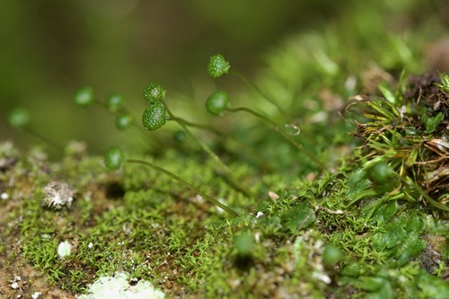 Image of Mannia triandra by (c) Owen Strickland, some rights reserved (CC BY)