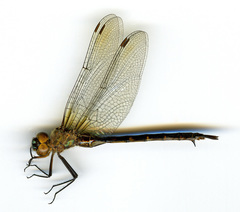 Somatochlora williamsoni