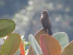 Myiotheretes fumigatus