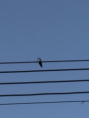 Pygochelidon cyanoleuca