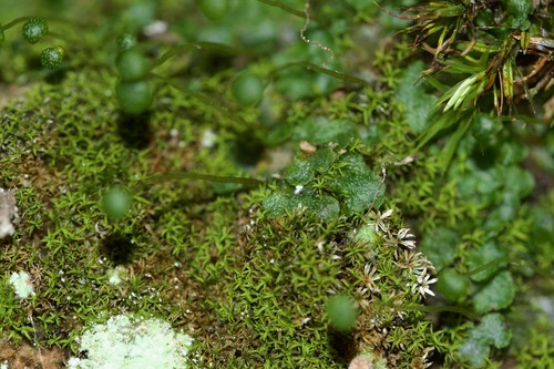 Image of Mannia triandra by (c) Owen Strickland, some rights reserved (CC BY)