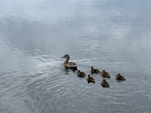Mallard photographed in Alaska
