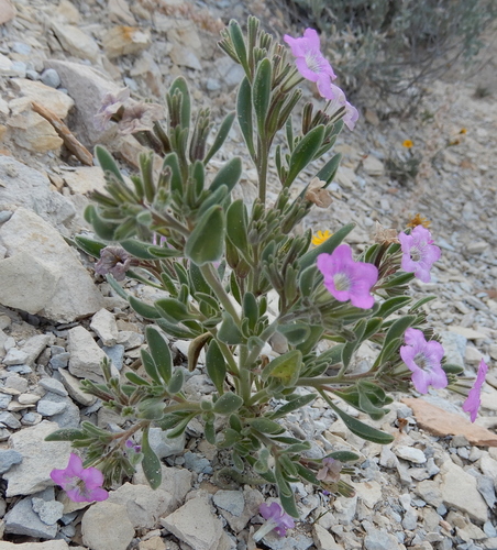 Havard's fiddleleaf (Nama havardii)