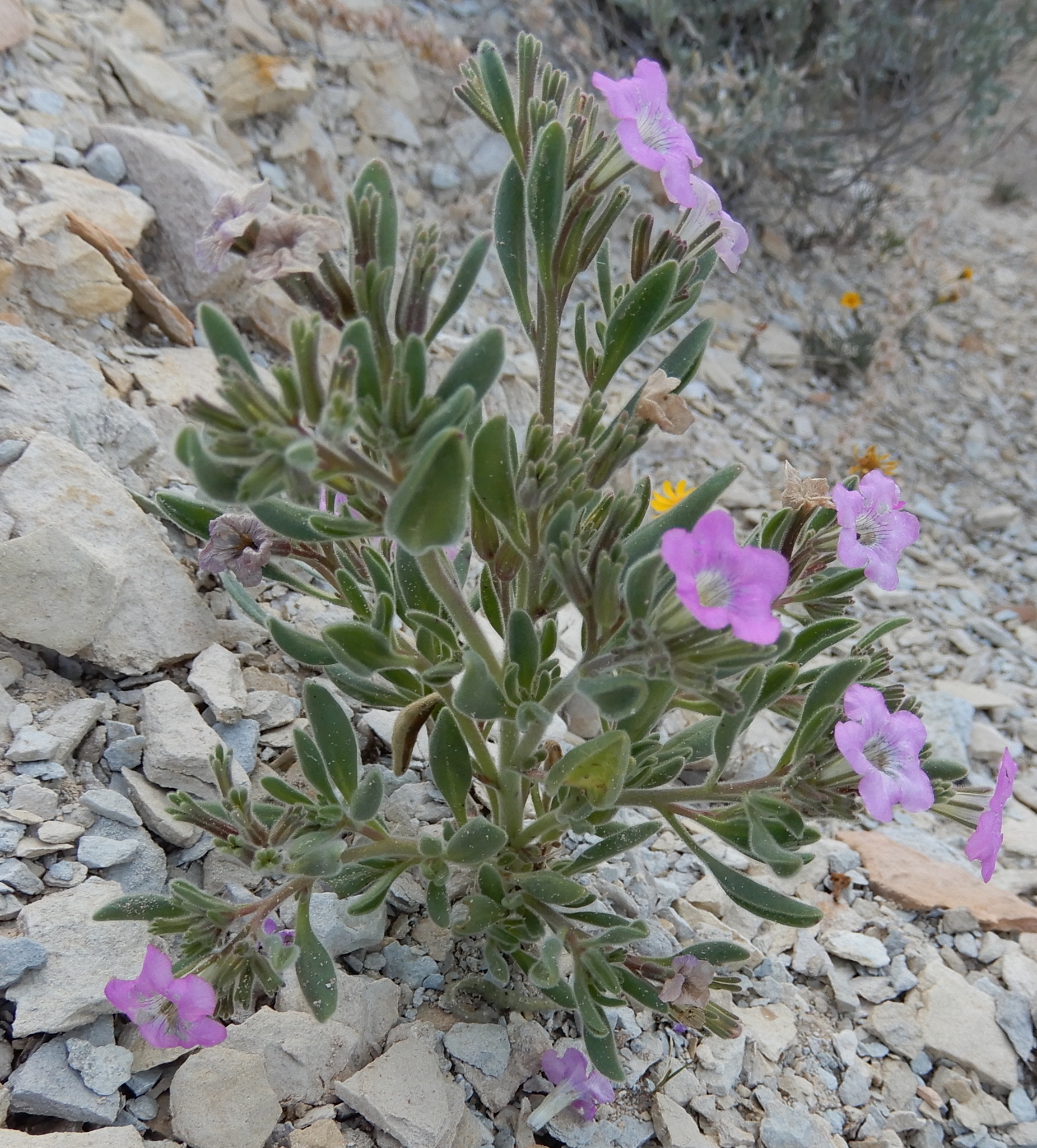 Nama havardii