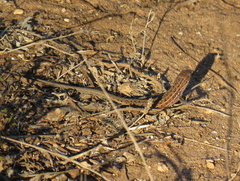 Psammodromus occidentalis