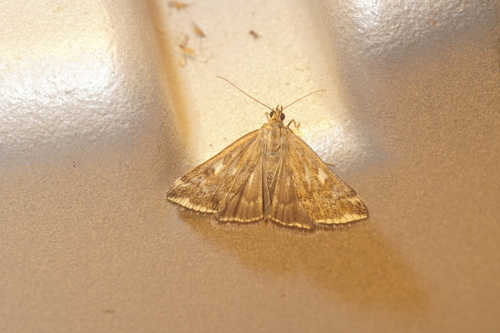 Loxostege sticticalis