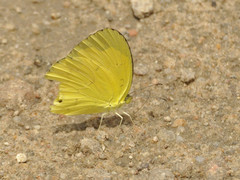Eurema hecabe solifera