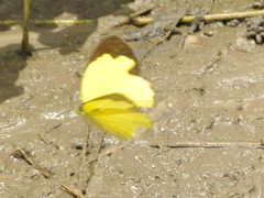 Eurema hecabe solifera