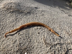Robust Pipehorse photo 1
