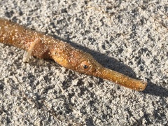 Robust Pipehorse photo 2