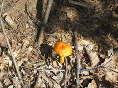Boletus aurantiosplendens