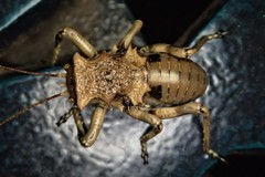 Enyaliopsis transvaalensis