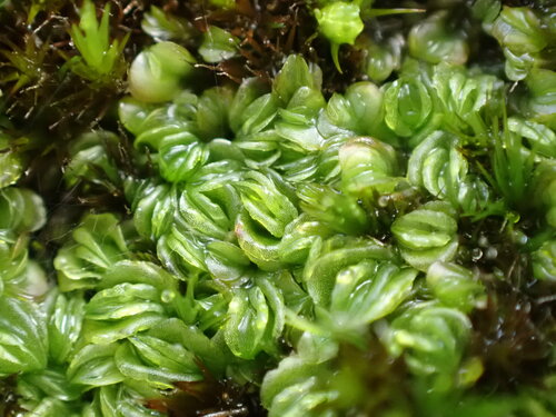 Lethocolea pansa