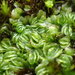 Lethocolea pansa - Photo (c) Marley Ford, some rights reserved (CC BY-NC-SA), uploaded by Marley Ford