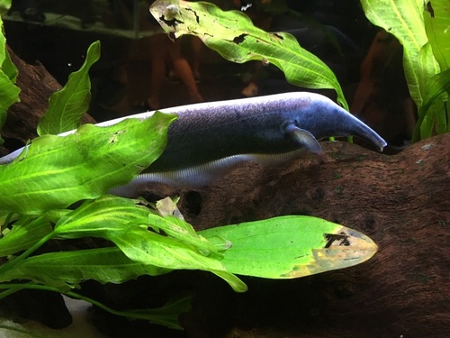 Tube-snouted ghost knifefish (Sternarchorhynchus oxyrhynchus) — Apteronotidae — 2