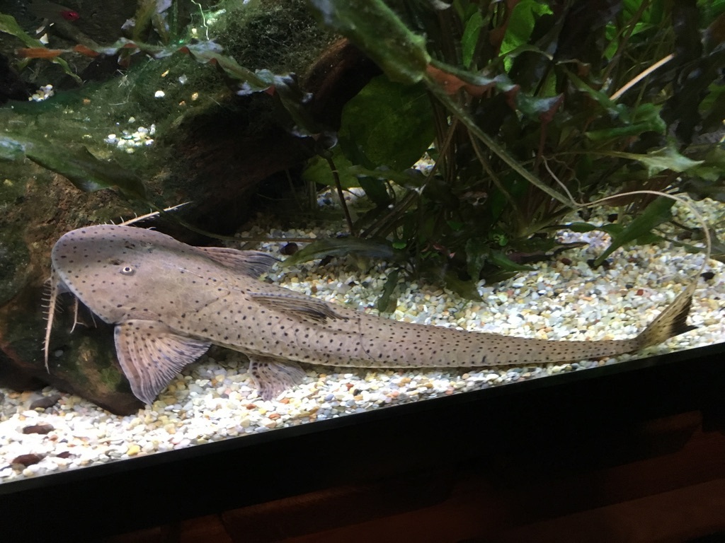 Flatface whiptail catfish (Planiloricaria cryptodon) — Loricariidae