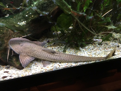 Flatface whiptail catfish (Planiloricaria cryptodon) — Loricariidae