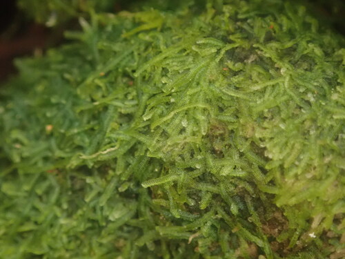 Zoopsis setulosa