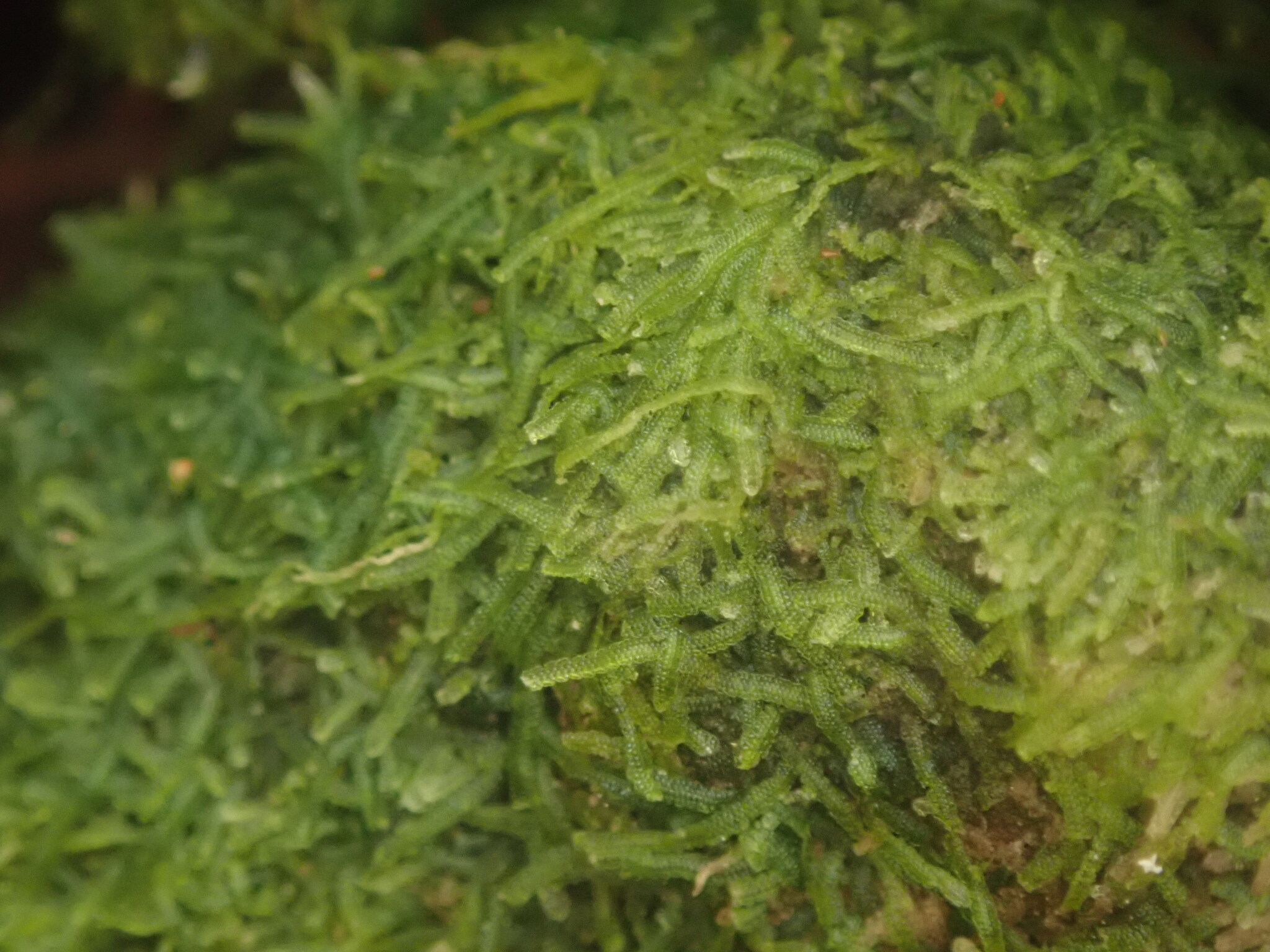 Zoopsis setulosa
