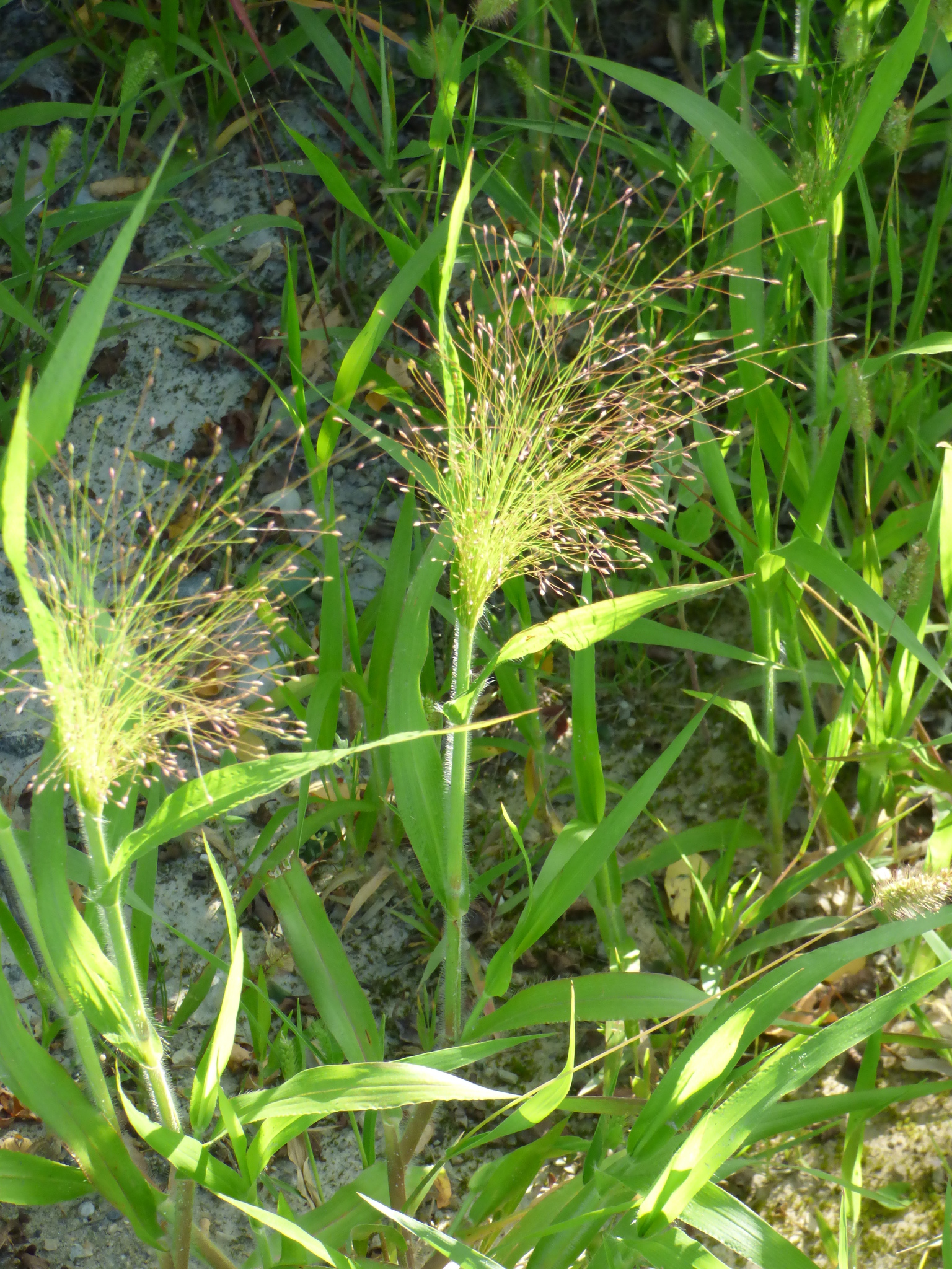 Panicum capillare