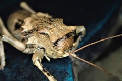 Enyaliopsis transvaalensis