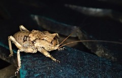 Enyaliopsis transvaalensis
