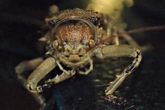 Enyaliopsis transvaalensis