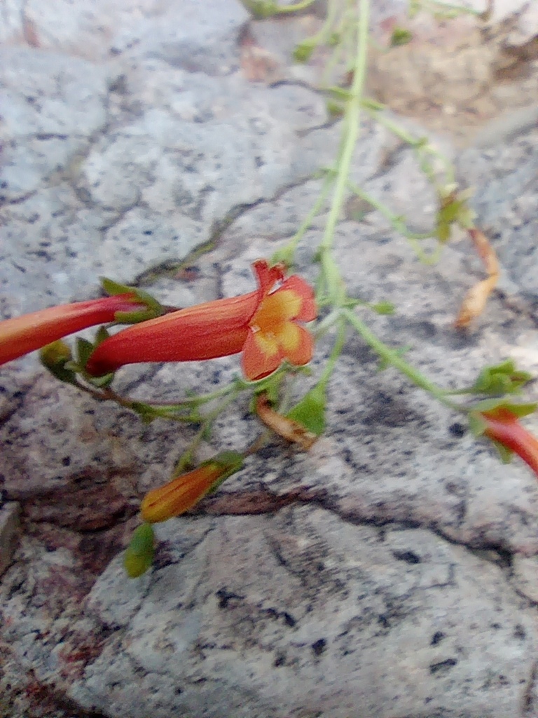 Round-leaf Beardtongue