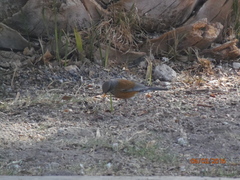 Turdus rufopalliatus