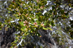 Cercocarpus ledifolius intermontanus