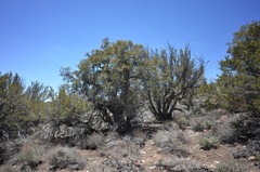Cercocarpus ledifolius intermontanus