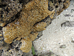 Palythoa tuberculosa
