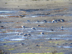 Calidris mauri