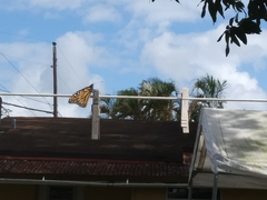 Danaus plexippus