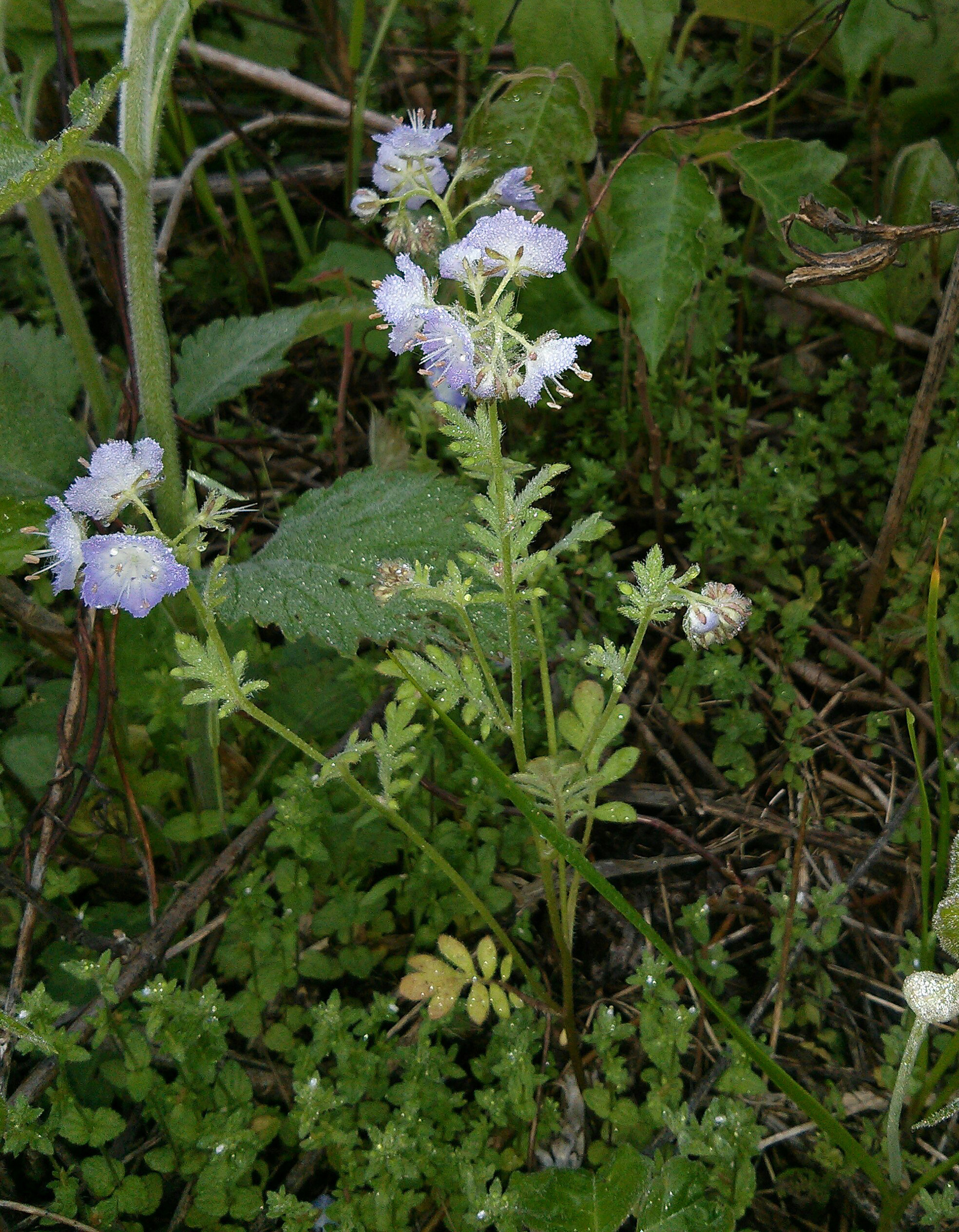Phacelia gilioides