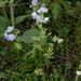 Brand's Phacelia - Photo (c) Lee Elliott, some rights reserved (CC BY-NC-SA), uploaded by Lee Elliott