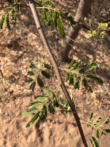 Albizia forbesii, photograph 5